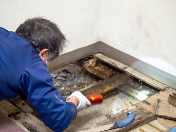 Crawl Space Mold Removal in Citrus City, TX