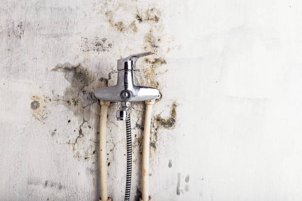 Best Mold Testing  in Citrus City, TX