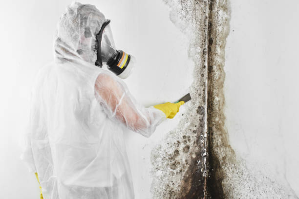 Best Mold Cleaning Services  in Citrus City, TX