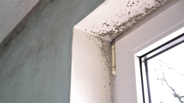 Best Toxic Mold Removal  in Citrus City, TX