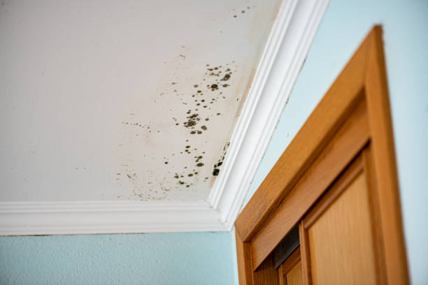 Best Mold Testing  in Citrus City, TX