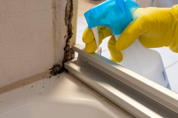 Best Black Mold Removal  in Citrus City, TX
