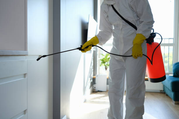 Best Certified Mold Removal  in Citrus City, TX