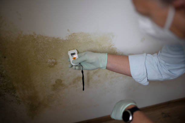 Mold Removal and Inspection in Citrus City, TX
