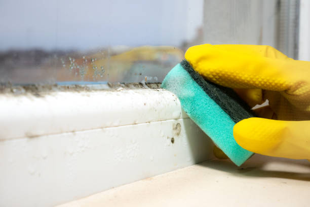 Best Office Mold Removal Services  in Citrus City, TX