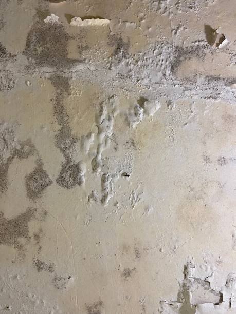 Best Emergency Mold Removal  in Citrus City, TX