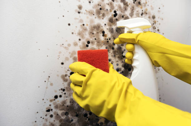 Mold Removal Process in Citrus City, TX