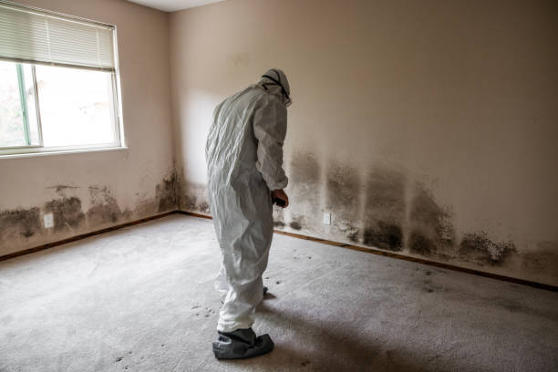 Best Commercial Mold Removal  in Citrus City, TX