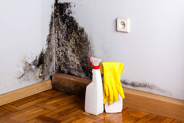 Best Crawl Space Mold Removal  in Citrus City, TX