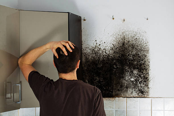 Best Local Mold Removal Service  in Citrus City, TX