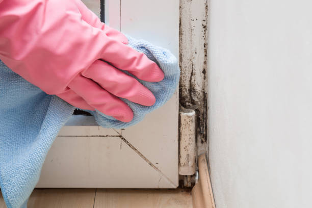 Best Mold Damage Repair  in Citrus City, TX
