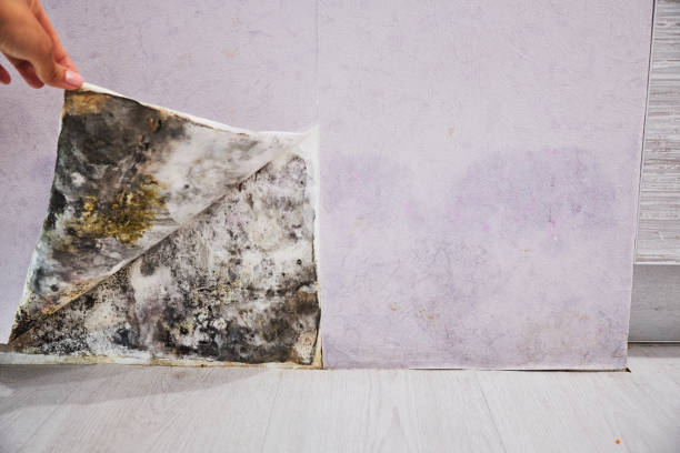 Best Mold Removal Near Me  in Citrus City, TX